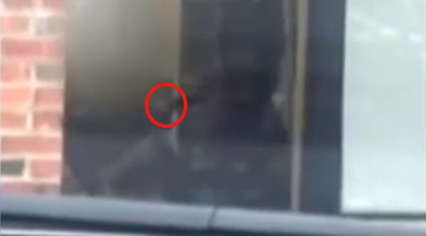 Petco Groomer Caught on Video Abusing Dog