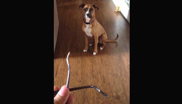guilty dog confronted with glasses