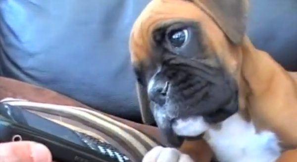 harvey the boxer puppy