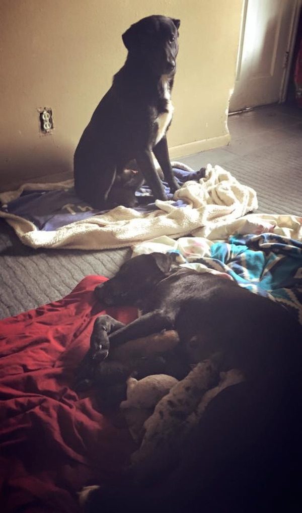 hero-dog-dallas-3
