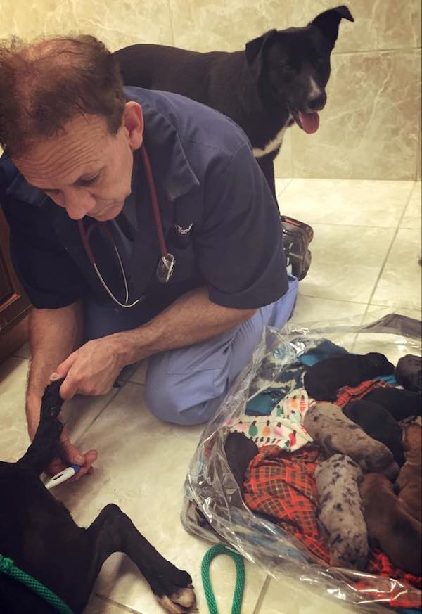 hero-dog-dallas-4