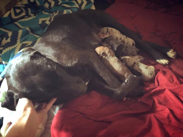 hero-dog-dallas-5