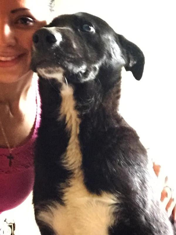hero-dog-dallas-7