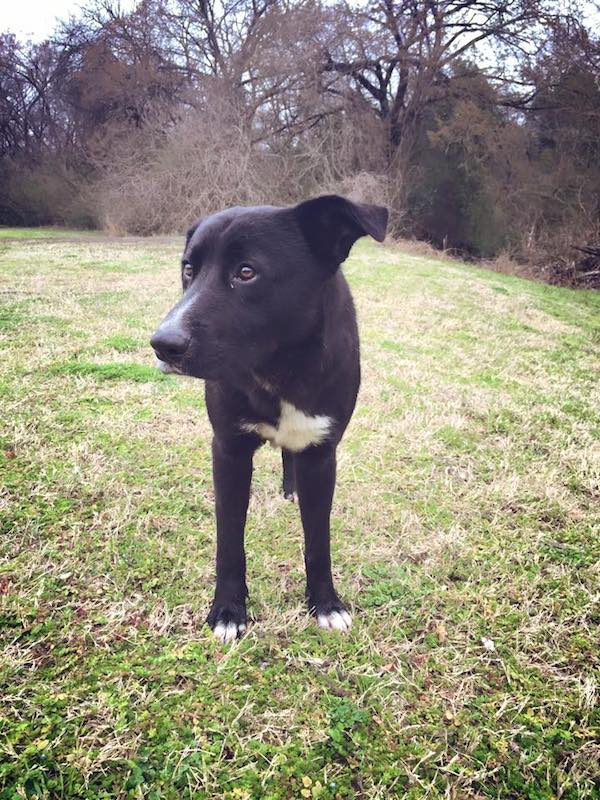 hero-dog-dallas-9