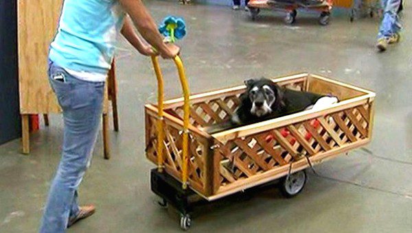 home depot builds special wagon for dying dog