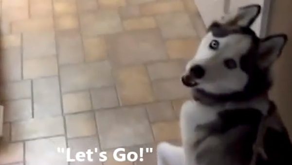 Siberian Husky