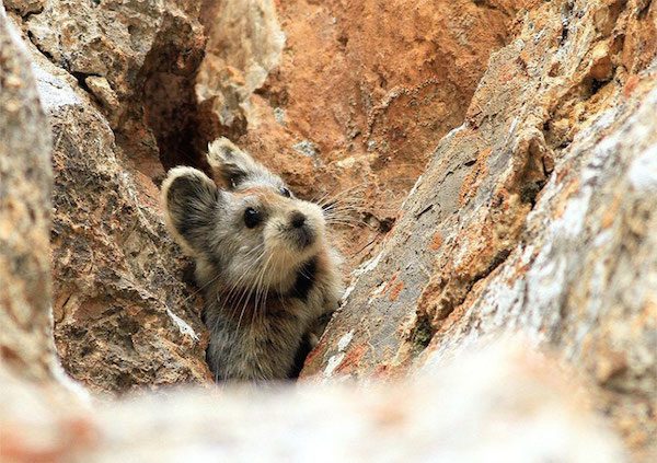 ili-pika-2