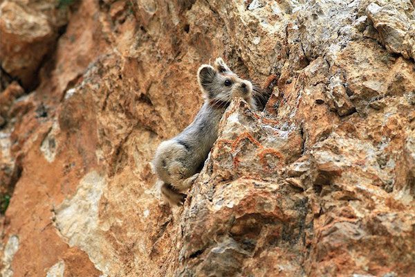 ili-pika-3