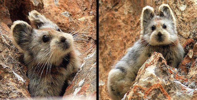 Ili Pika