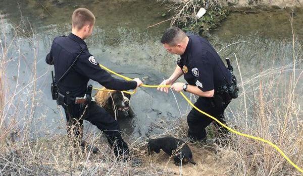St. bernard rescued from ditch