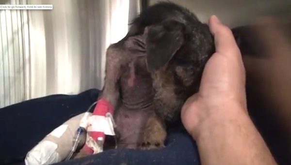 Jordan the dog rescued