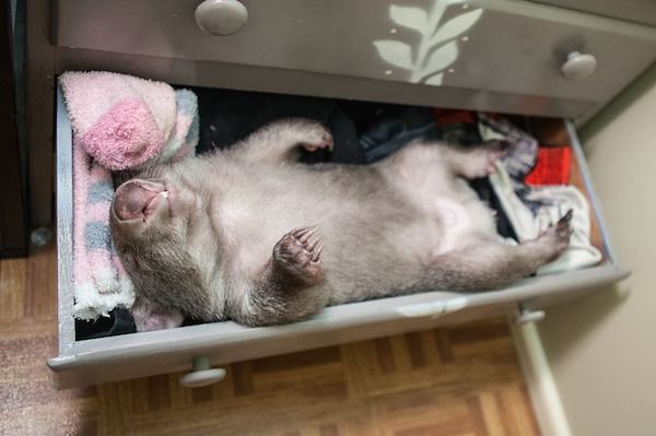 kenny-wombat-1