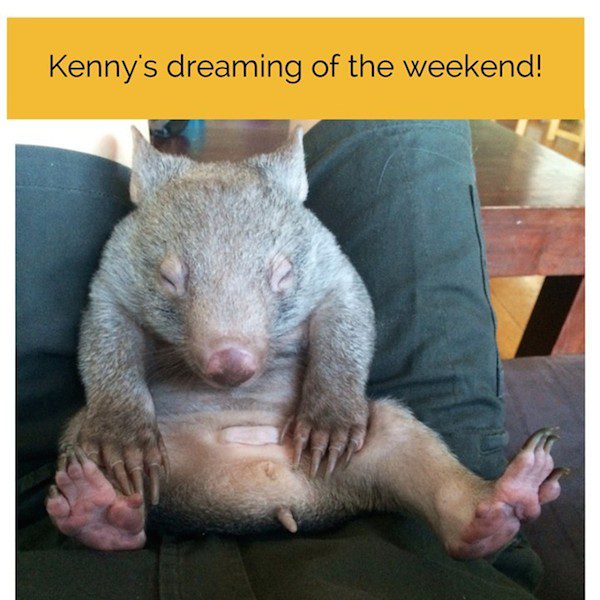 kenny-wombat-2