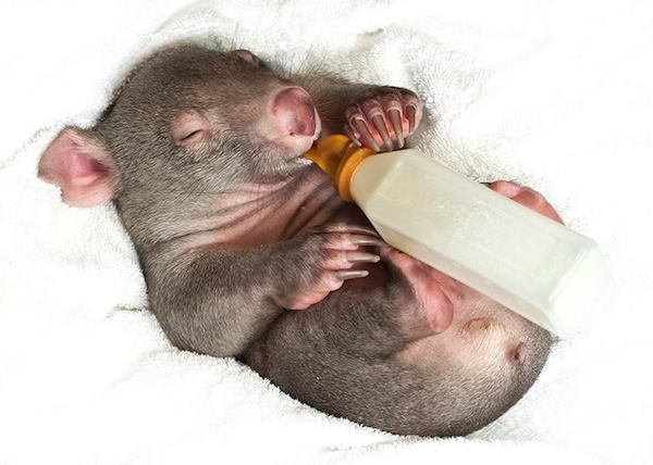 kenny-wombat-4