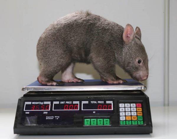kenny-wombat-6
