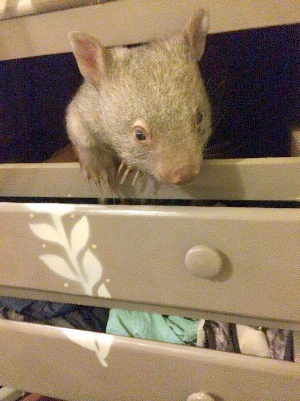 kenny-wombat-7