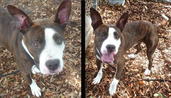 adoptable dog larry bird