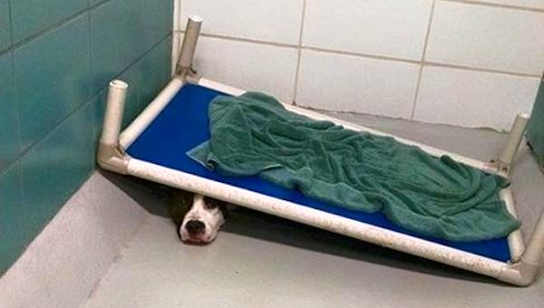 dog terrified at shelter