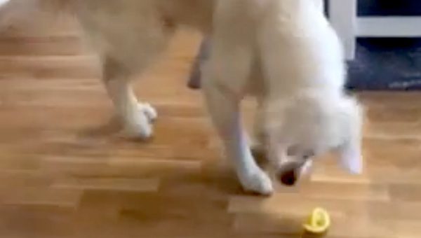 golden retriever tastes lemon