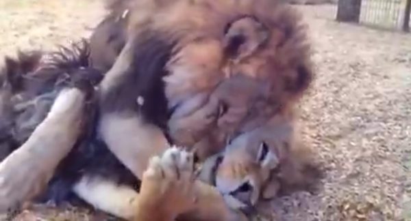 lion brothers hugging
