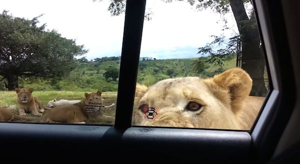 lioness surprises family on safari