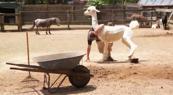 llama cross attacks man
