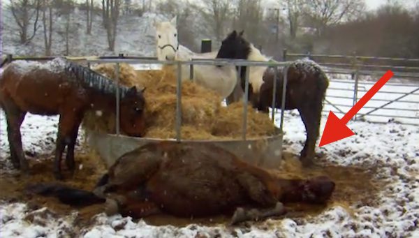 macy the bay mare saved