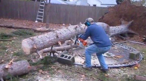 man cuts tree