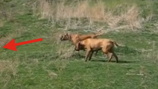 Bull Mastiffs spooked