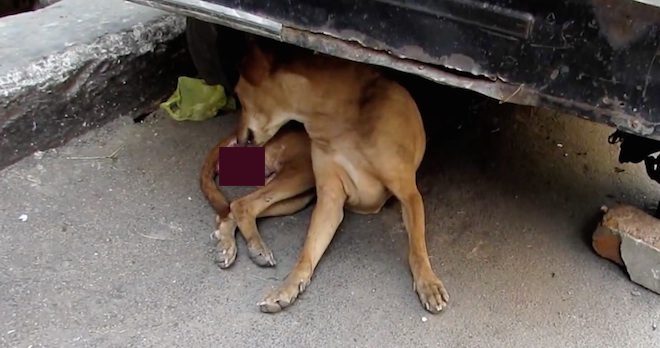 Stray Dog With Massive Tumor Makes Incredible Recovery