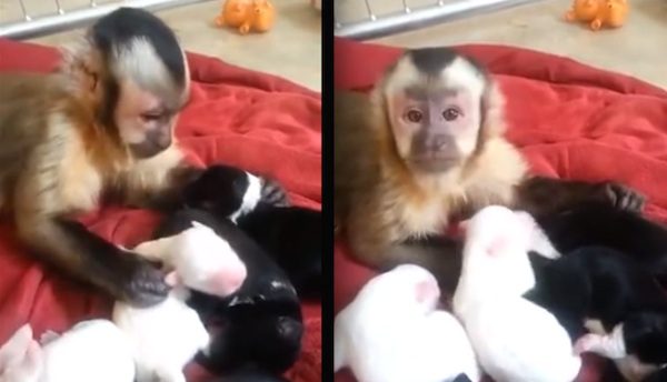monkey with puppies