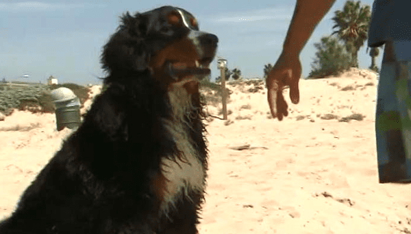heroic rescue dog