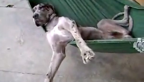 great dane lounges in hammock