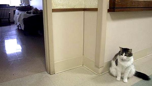 oscar the cat at nursing home