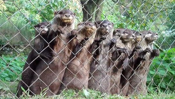 otters on fence