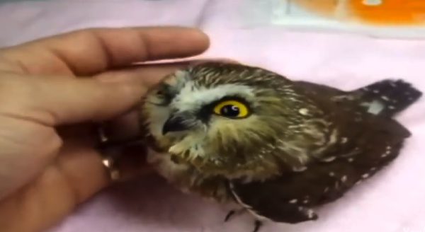 owl facts