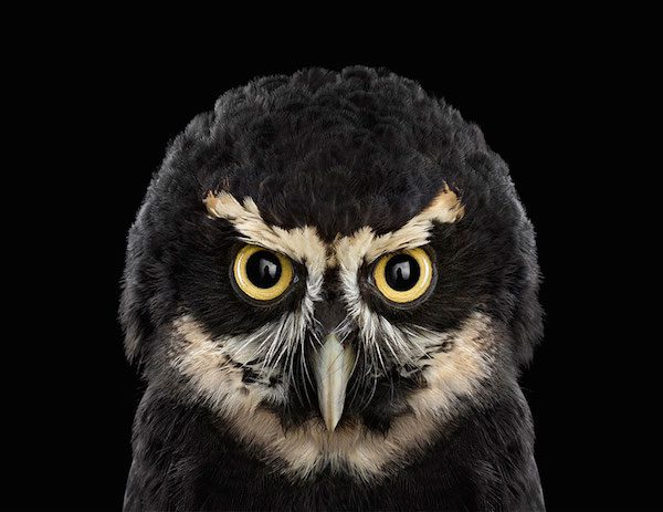 Owls by Brad Wilson