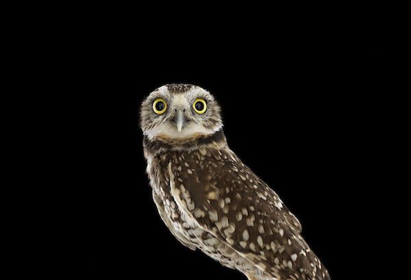 Owls by Brad Wilson