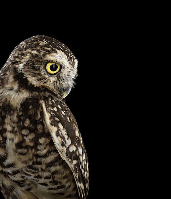 Owls by Brad Wilson