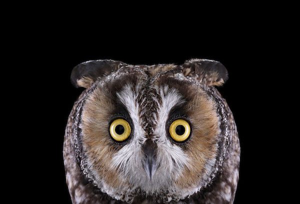 Owls by Brad Wilson