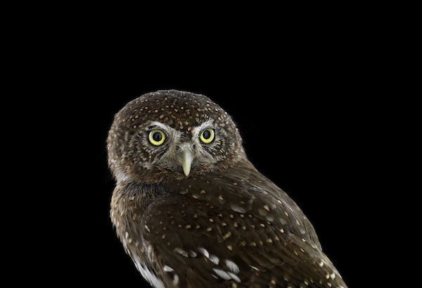 Owls by Brad Wilson