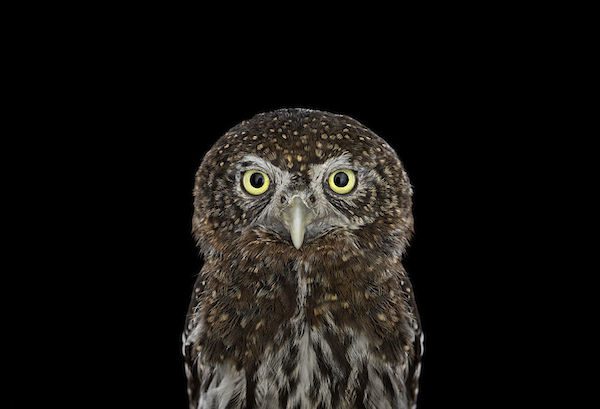 Owls by Brad Wilson