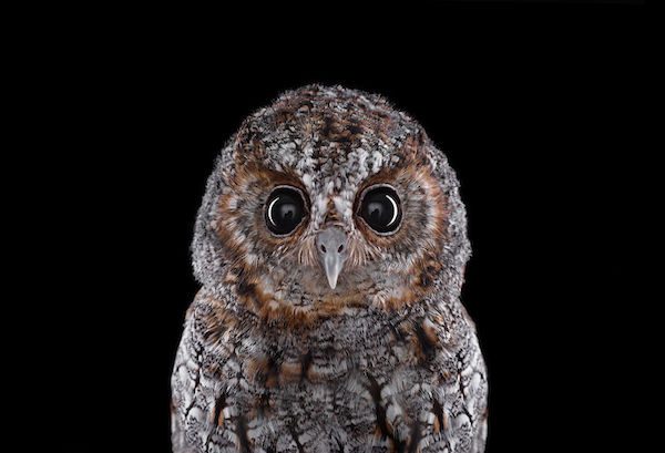 Owls by Brad Wilson