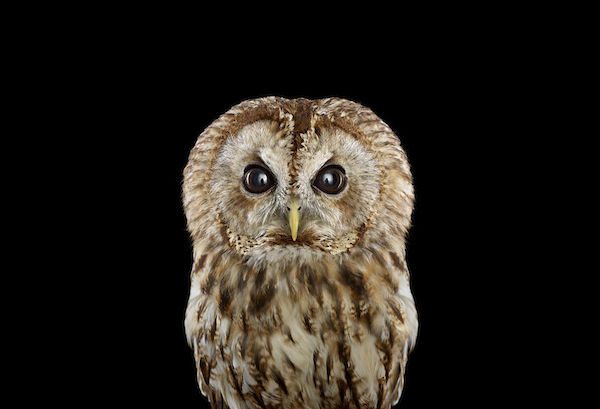 Owls by Brad Wilson