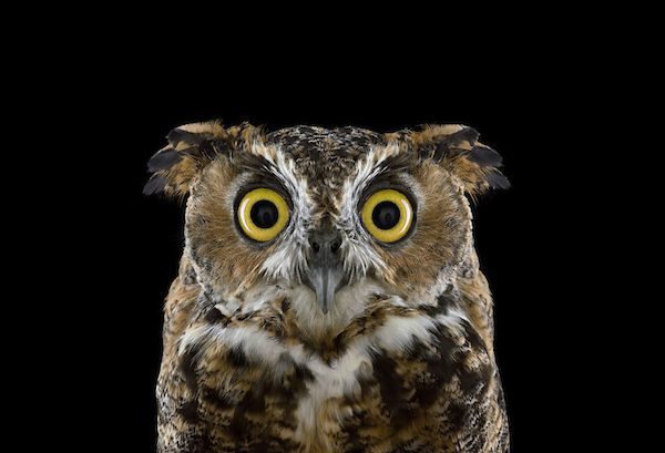 Owls by Brad Wilson