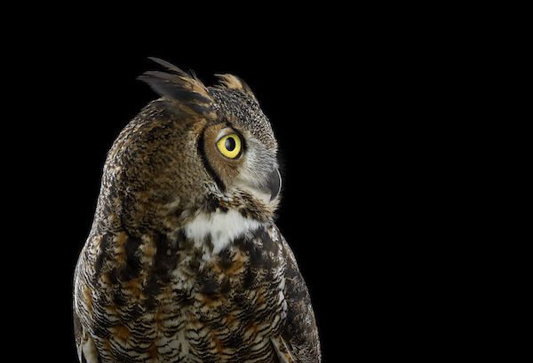 Owls by Brad Wilson