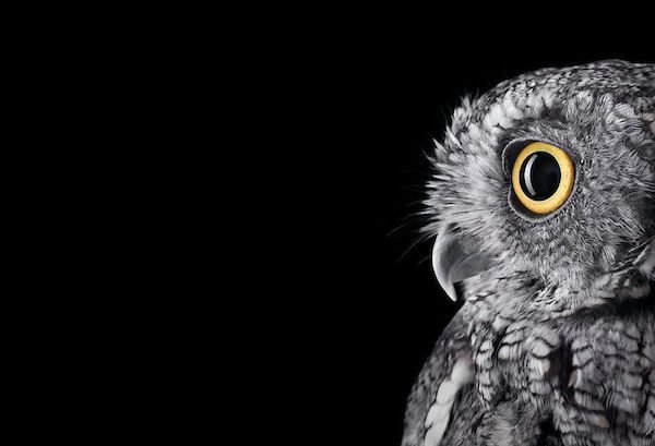 Owls by Brad Wilson