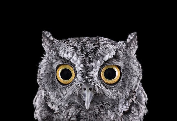 Western Screech Owl