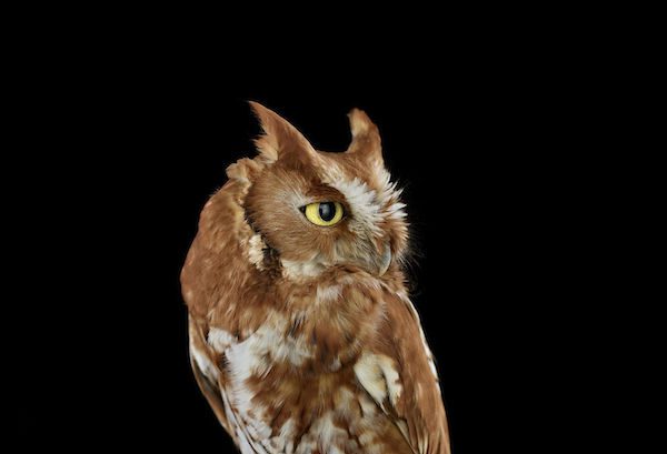 Owls by Brad Wilson