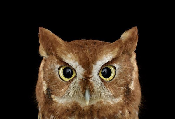 Owls by Brad Wilson